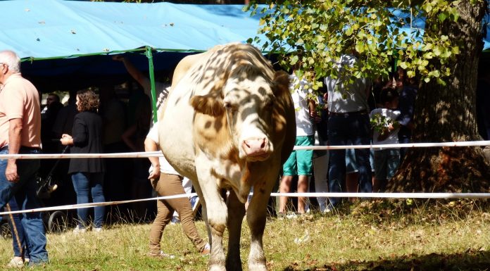 Feria de Ganado Alceda 2018