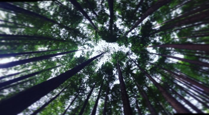 El Bosque de Secuoyas del Monte Cabezón
